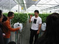 Strawberry Aoyagi
